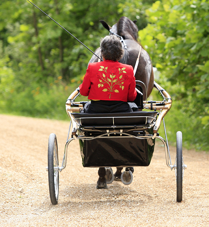 Andalusian in harness.