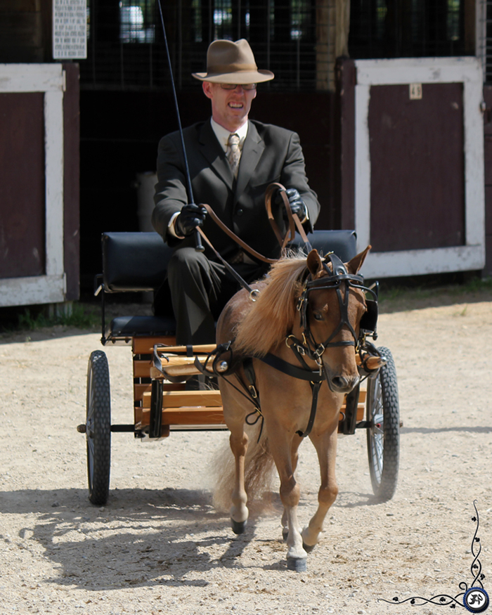 Minature horse in harness