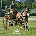 Andalusian in Harness