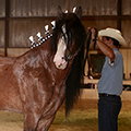 Opportunity Halter Class