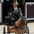 Mini Horse In Harness